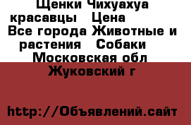 Щенки Чихуахуа красавцы › Цена ­ 9 000 - Все города Животные и растения » Собаки   . Московская обл.,Жуковский г.